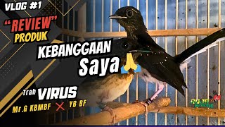 INI PRODUK ANDALAN SAYA GAK USAH BELI BURUNG MAHAL LAGI ‼️😁 [upl. by Eugatnom]