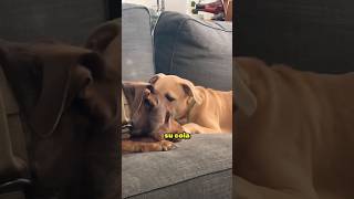 Estos perros tuvieron reacciones como las de los humanos 😂 [upl. by Norac114]