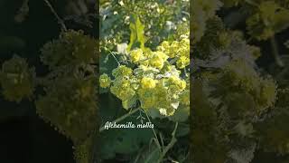 Funny Alchemilla mollis or ladysmantle shorts herbarium [upl. by Felder831]