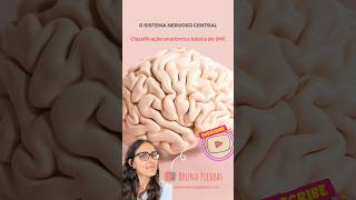 O sistema nervoso central neurociência neuropsicologiapsicologiapsicopedagogia [upl. by Missi875]