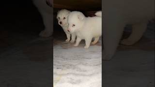 Original German speech puppy shortsfeed shots subscribe youtubeshorts pupppy doglover cute [upl. by Weikert361]