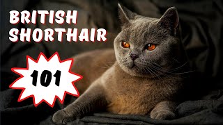 British Shorthair Cat 101 Facts and Personality [upl. by Ime]