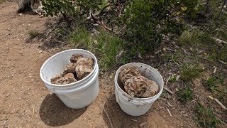 Trip to Central Oregon  Digging thundereggs Pow Wow thundereggs agate bed claim [upl. by Oap]