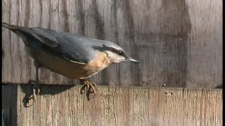 Sittelle torchepot  Nuthatch  Kleiber  Sitta europaea [upl. by Mauer]