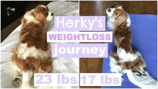 Herkys Weightloss Journey  From Curvy to Lean  Tips for dogs to lose pounds [upl. by Adnamas591]