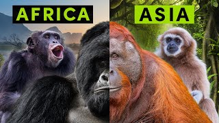 All 4 Types of NonHuman Ape  A Detailed Comparison [upl. by Purity950]