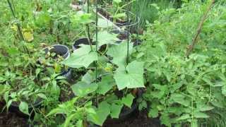 Growing Vertical Cucumbers in Sunken Containers with Tomato Cages  The Rusted Garden 2013 [upl. by Suolekcin346]