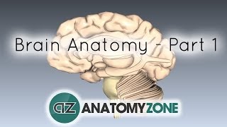 Basic Parts of the Brain  Part 1  3D Anatomy Tutorial [upl. by Gnuh237]