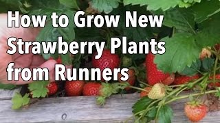 Growing Strawberries How to Grow New Strawberry Plants from Runners [upl. by Maziar]