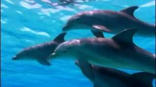 Dolphins 3D trailer [upl. by Uhp]