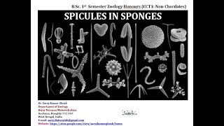 Spicules in Sponges [upl. by Swetlana]