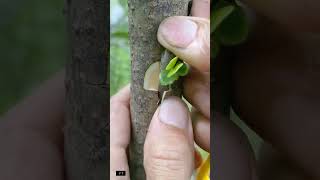 Learn Grafting Method🪴 graftingskills splitgraft treehouse grafting plantlover shorts plants [upl. by Ralyks]