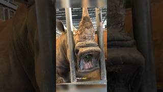 How would animals look without teeth❓😱 ll trending shortsviral [upl. by Wildermuth]