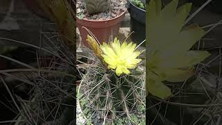 Ferocactus Hamatacanthus var Sinuatus [upl. by Dohsar129]