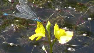 Utricularia minor lesser bladderwort is a small perennial carnivorous plant genus Utricularia [upl. by Odlawso]