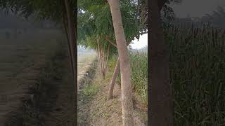 agro agriculture punjabi fyp karan karanaujla foryou shorts youtubeshorts tranding viral [upl. by Kola]