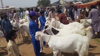 QURBANI 2024 COLLECTION  khassi bakre  FRIENDS GOATS FARM [upl. by Ecnedurp]