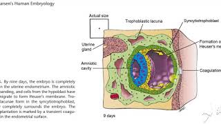 Bilaminar embryonic disk [upl. by Yreffoeg413]