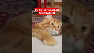 Katzen und deren Bedauern So vermitteln sie ihre Emotionen [upl. by Inigo]