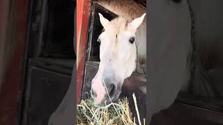 YEGUADA LA RESERVA 🤠🐴🇲🇽 caballos animals caballoshermosos YeguadaLaReserva [upl. by Nerreg253]