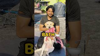 Pogo Ka Hairfall😢😢 shorts vlog minivlog doglover hairfall [upl. by Nuarb628]