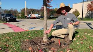 Gardeners Almanac Nov 16  Root Pruning [upl. by Atalya]