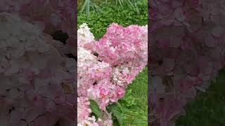 Beautiful hortensia flowers in Trakai shorts hortensia flower [upl. by High]