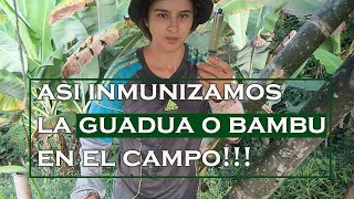 como inmunizar guadua o bambu [upl. by Goerke]