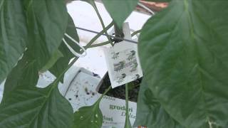 Integrated Pest Management promoting healthy crop growth on farm [upl. by Aihsinyt]