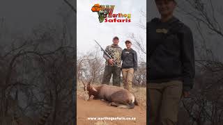 Beautiful Blesbuck Harvested nature adventure africa [upl. by Selohcin]