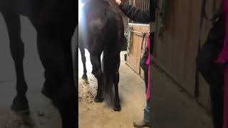 How to put a horse’s tail in a tail bag [upl. by Candie947]