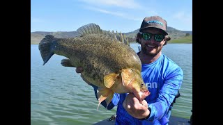 Freshwater Fishing Championship Australia Angler Talk Ep 1 YellowbellyMurray Cod Tournament Fishing [upl. by Moynahan975]