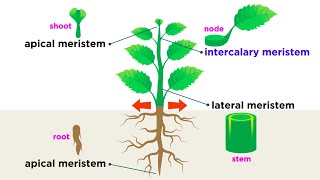 Types of Plant Cells [upl. by Upali]