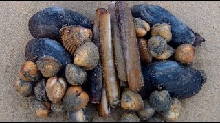 HUGE Tides and Clamming for a CLAM Feast  Razor Clam Gaper Clam and Cockles [upl. by Obnukotalo310]