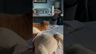 Cat Gets Upset When Owner Sneezes  ViralHog [upl. by Eerahs]