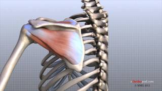 Shoulder Anatomy Animated Tutorial [upl. by Mayfield]