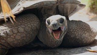 ALDABRA GIANT TORTOISE bored out of her mind sticks her tongue out to visitors [upl. by Cicenia]