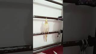 cocktail understand how to singHow to teach a cocktail to sing😊youtubeshorts shortvideo birds [upl. by Florry953]