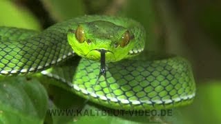 Snakes of Siberut Island Ular Indonesia [upl. by Korella]