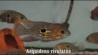 Aequidens rivulatus [upl. by Ayetal441]