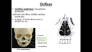 Les fosses nasales et les sinus paranasaux [upl. by Darill]