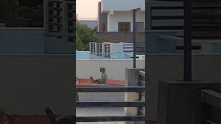 Impressive video clip 👌👏🐒 monkey trending [upl. by Euginimod]