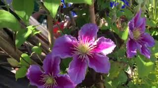 Tip on avoiding Clematis wilt [upl. by Elohcin878]