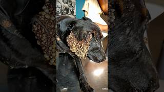 Poor homeless dog with full of fleas doglover [upl. by Letch]