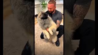 AMAZINGLY CHIROPRACTOR in Dogs with Back Pain🤯🐕‍🦺 [upl. by Eyllom]