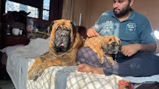 English mastiff the big dog gaint dogmassive headbiggest head dog of India champion mastiff [upl. by Onivag]