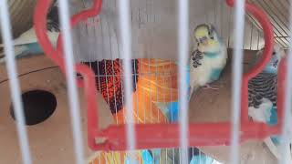 My parrots ll Australian parrots ll viral short ll daily vlog ll [upl. by Evreh]