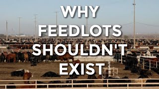 WHY FEEDLOTS SHOULDNT EXIST [upl. by Olwen]