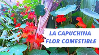 como plantar o sembrar la capuchinamastuerzotaco de reinaflor comestible [upl. by Lotsyrk]