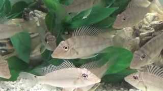 Geophagus Jurupari Cichlids [upl. by Suoivatnod]